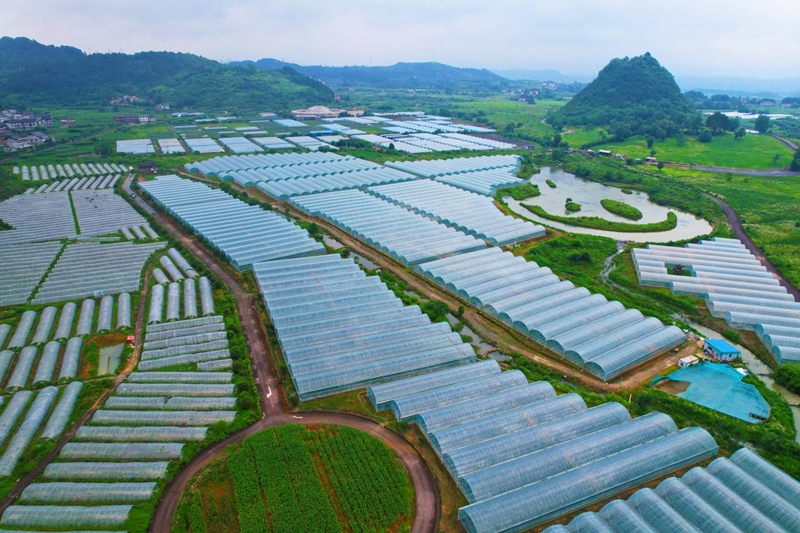貴州獨山:斑斕秋色染大地 稻浪千重起歡歌。