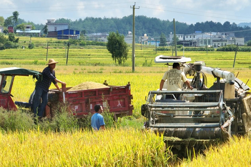 貴州獨山:斑斕秋色染大地 稻浪千重起歡歌。