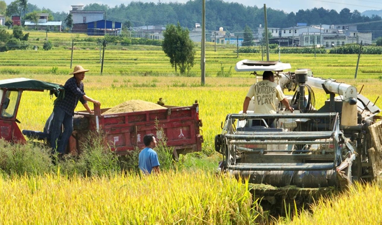 貴州獨山：斑斕秋色染大地 稻浪千重起歡歌