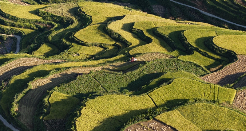貴州省黔南布依族苗族自治州羅甸縣沫陽鎮羊場梯田水稻豐收一景。