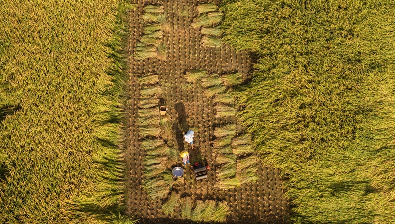 貴州省黔南布依族苗族自治州羅甸縣沫陽鎮羊場梯田水稻豐收一景。