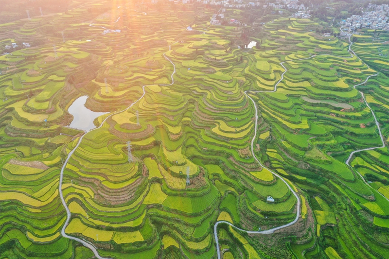 貴州省黔南布依族苗族自治州羅甸縣沫陽鎮羊場梯田水稻豐收一景。