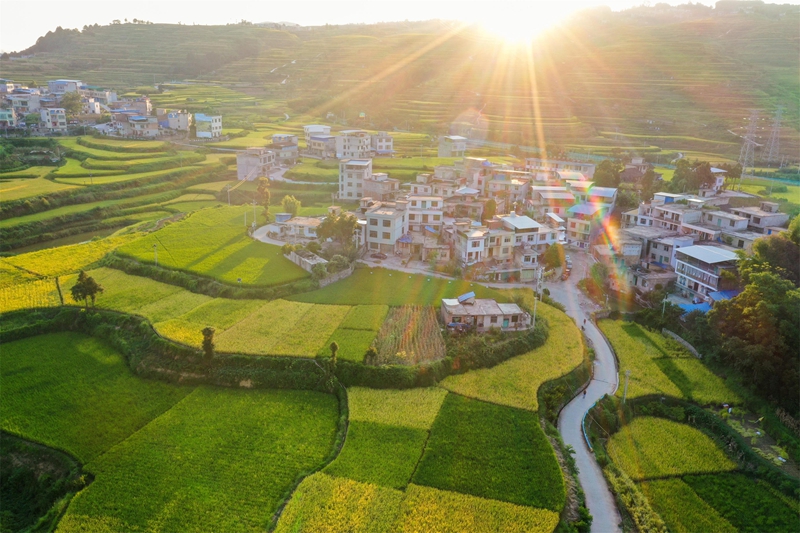 貴州省黔南布依族苗族自治州羅甸縣沫陽鎮羊場梯田水稻豐收一景。