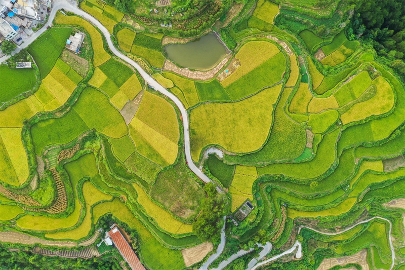 貴州省黔南布依族苗族自治州羅甸縣沫陽(yáng)鎮(zhèn)羊場(chǎng)梯田水稻豐收一景。