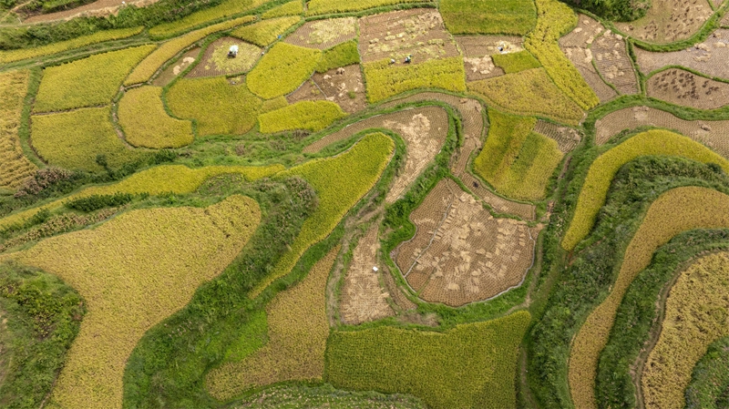 貴州省黔南布依族苗族自治州羅甸縣沫陽鎮羊場梯田水稻豐收一景。