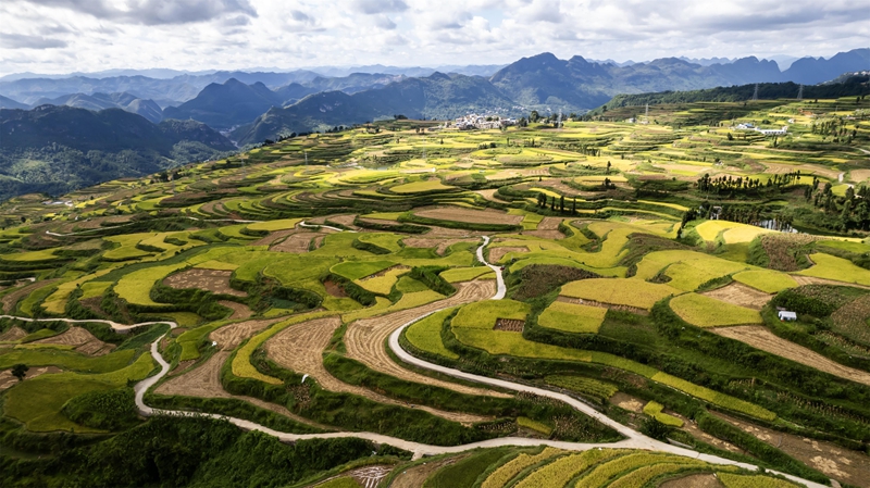 貴州省黔南布依族苗族自治州羅甸縣沫陽鎮羊場梯田水稻豐收一景。