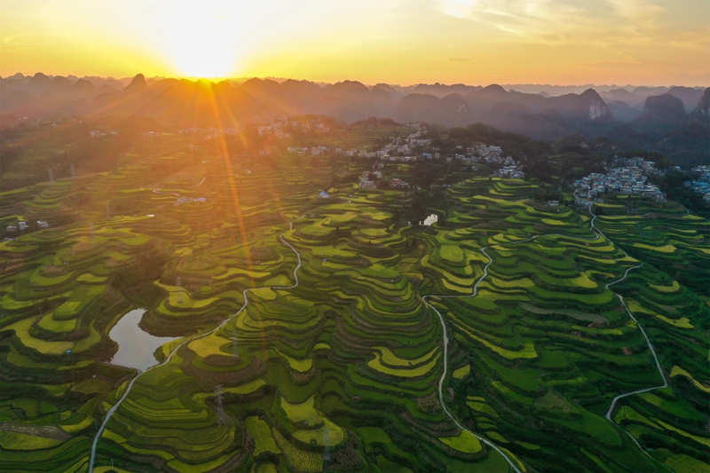貴州省黔南布依族苗族自治州羅甸縣沫陽鎮羊場梯田水稻豐收一景。