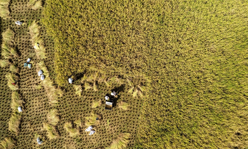 貴州省黔南布依族苗族自治州羅甸縣沫陽鎮(zhèn)羊場梯田水稻豐收一景。