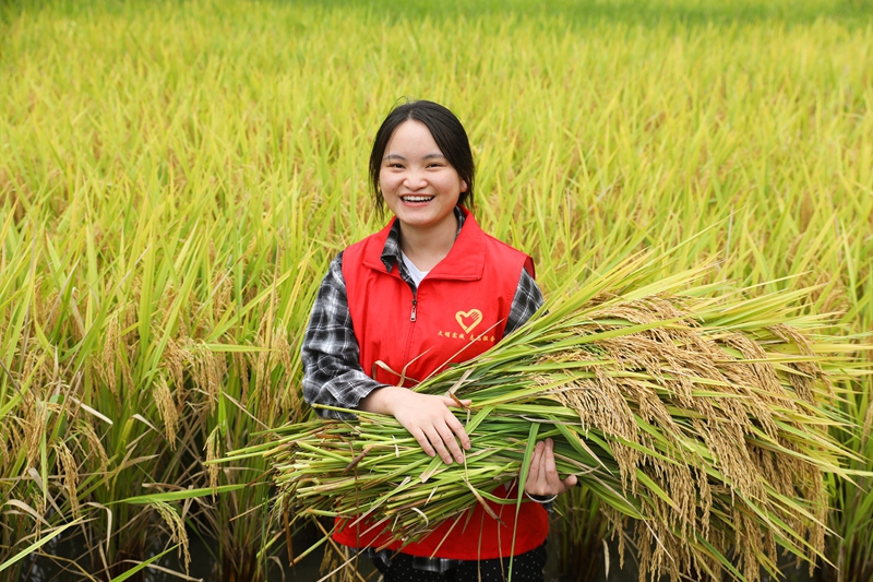 青年志愿者抱著剛收割的稻谷。劉夢 攝