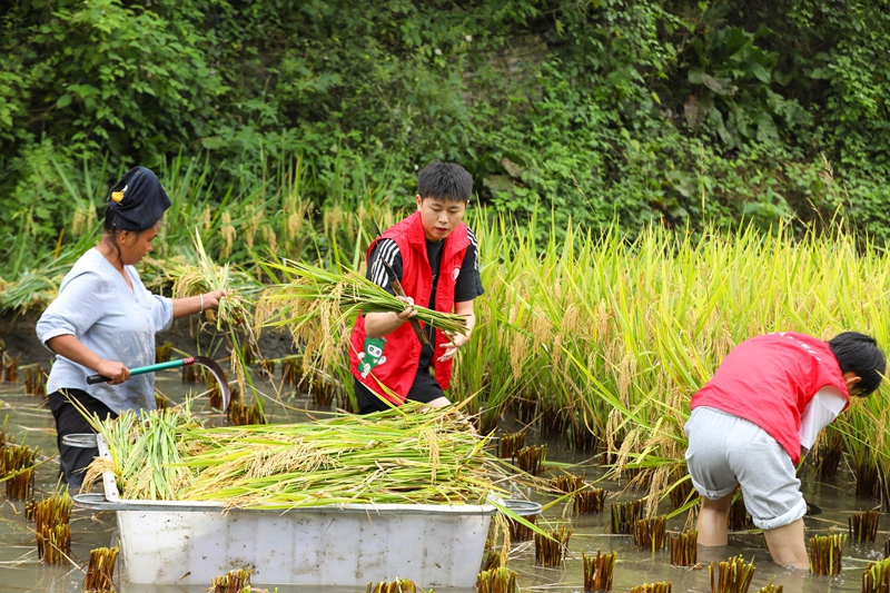 青年志愿者正在田間搶收稻谷。劉夢 攝 (1)