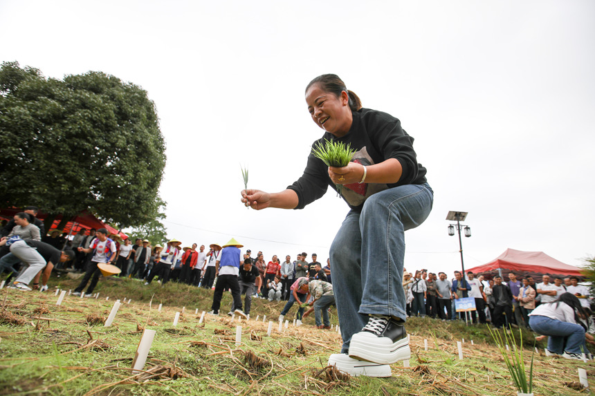 參賽人員進行農耕四項賽春種(巧手插秧)項目。石銀超攝