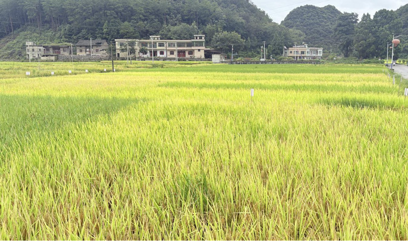 黔中大地,稻浪翻金。