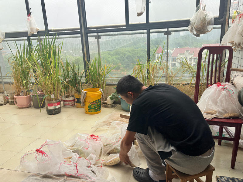 陽臺擺滿了一盆盆試驗水稻。