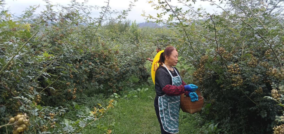 農業產業與科技賦能助力豐收季。