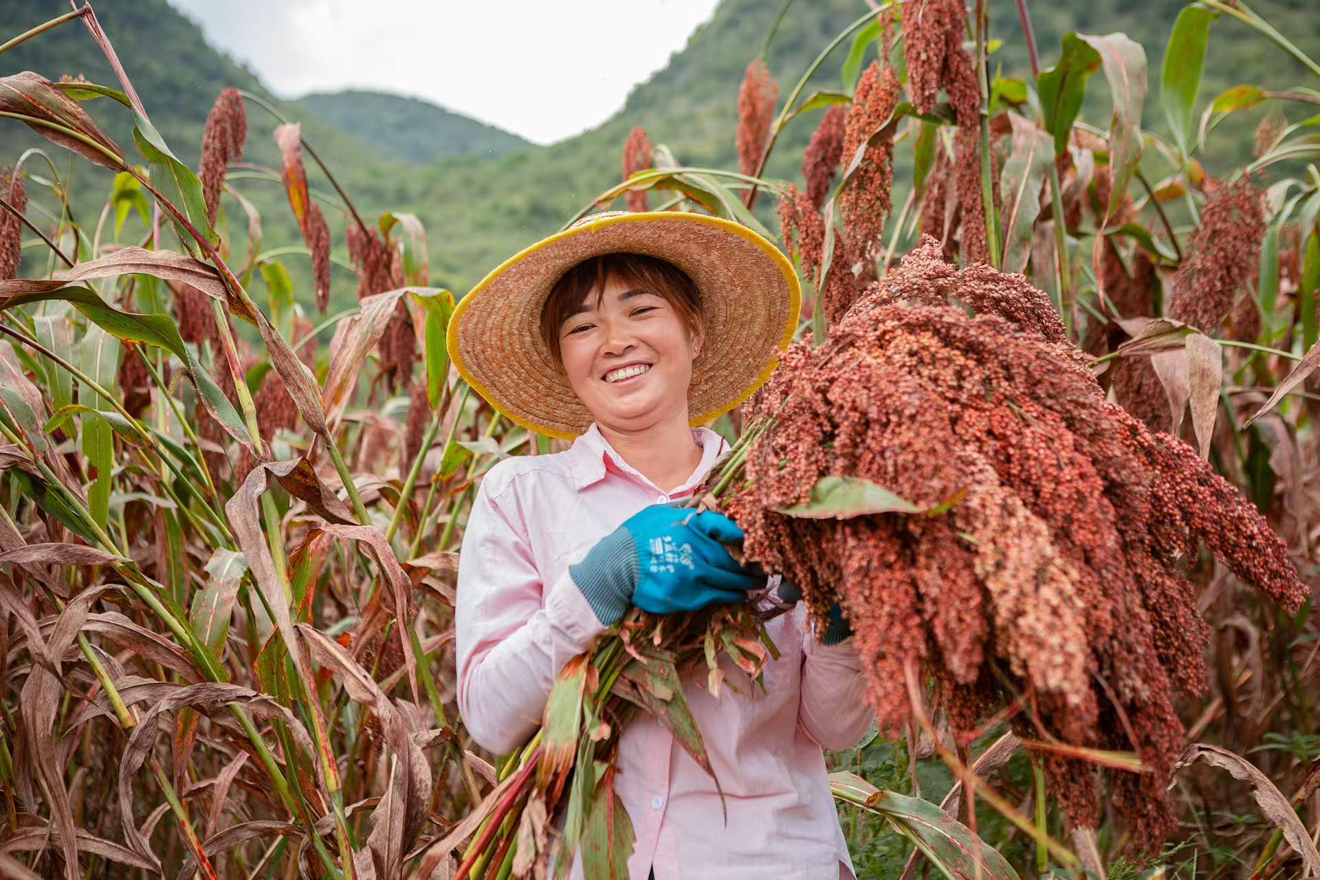 豐收的喜悅洋溢在農(nóng)戶的臉上.