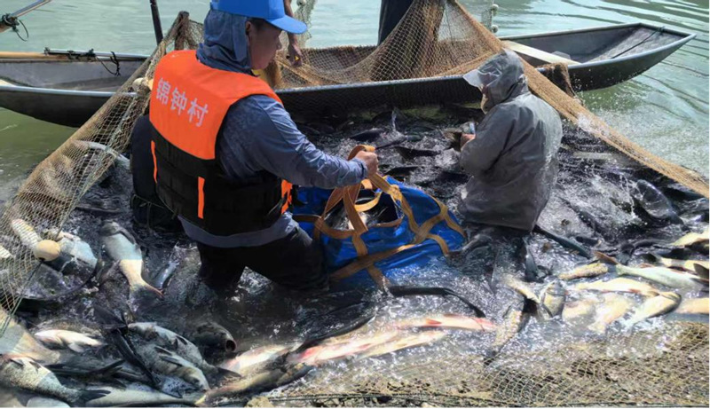 生態魚打撈現場。黎亮攝