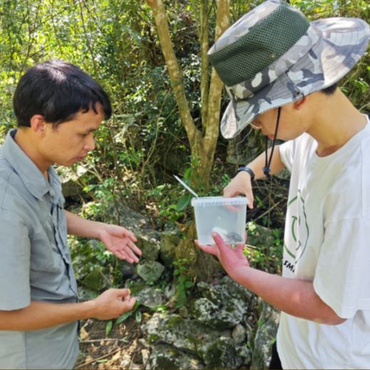 近日，貴州省安順市一名15歲的中學生趙耀宇在貴州茂蘭國家級自然保護區旅游期間，意外發現一只珍稀昆蟲——國家二級保護動物......