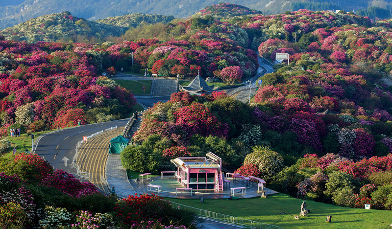百里杜鵑五彩亭。梅培文