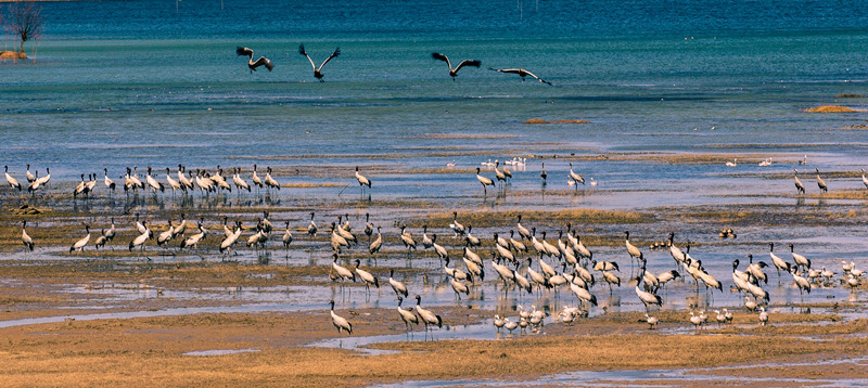 黑頸鶴。王俊卿攝
