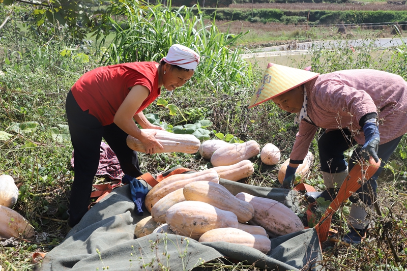 圖為施秉縣楊柳塘鎮屯上村村民正在給南瓜裝袋，方便無人機運輸