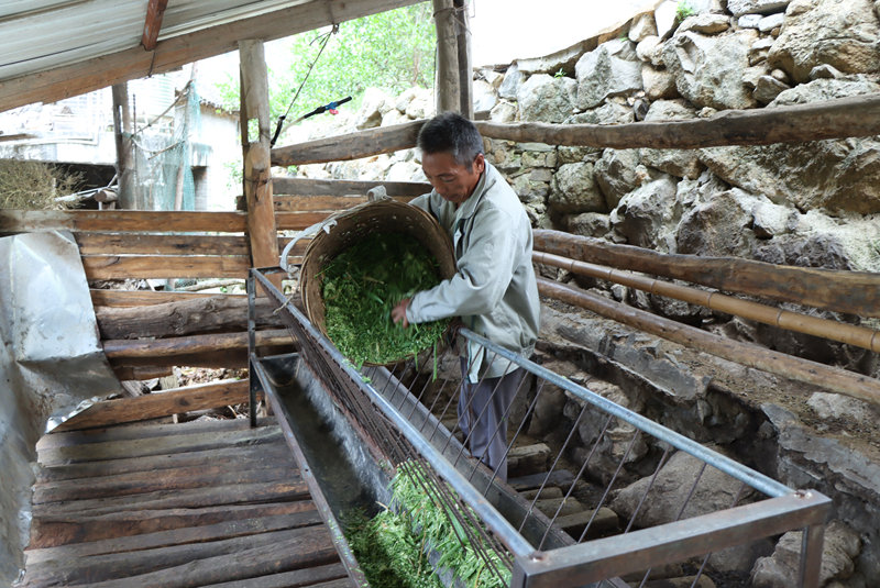 漁民曹大鮮就轉型成為了養殖戶。