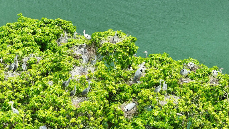 河畔蒼鷺偕春歸。陳桂良攝