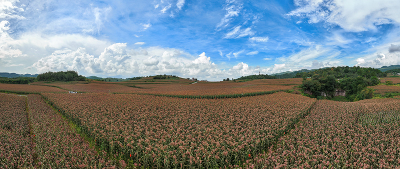 金沙縣酒用高粱種植基地。吳艷禹攝