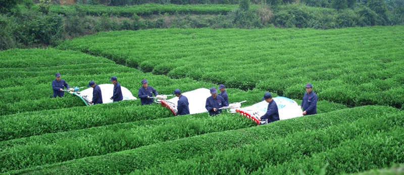 采茶工人用機器采收碾茶鮮葉。金莎攝