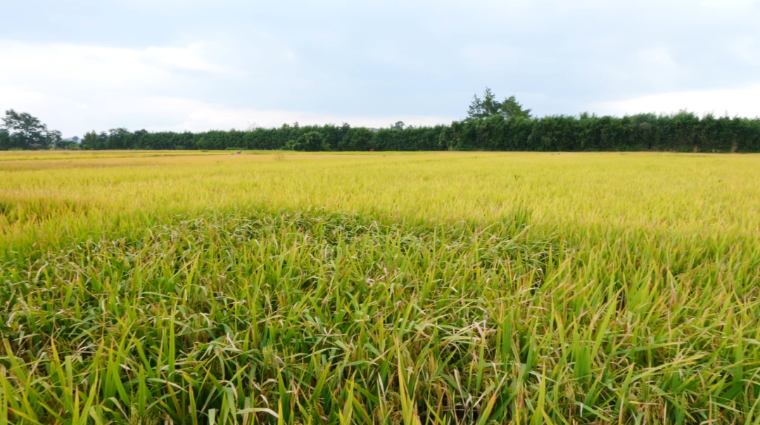 西秀區不斷建設高標準農田。