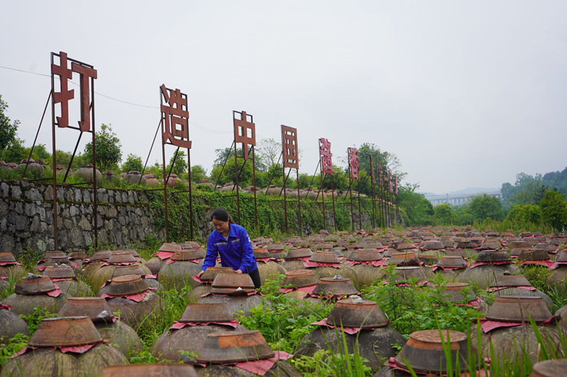 工作人員正在查看醋胚。黃源匯攝