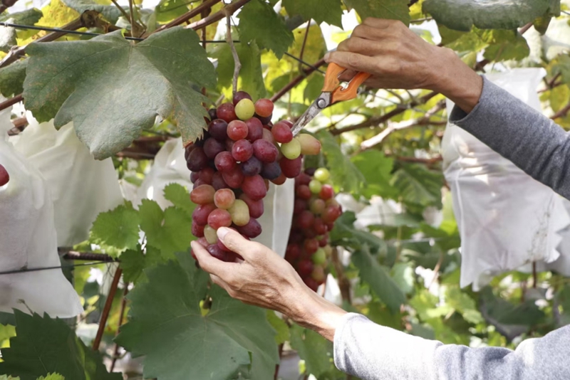 永樂鄉葡萄。