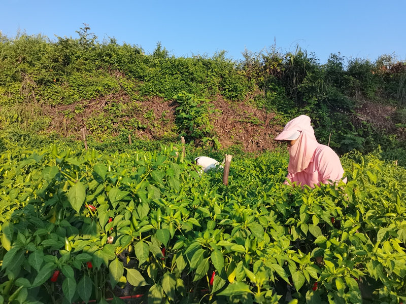 晨曦微光中，椒農采摘辣椒