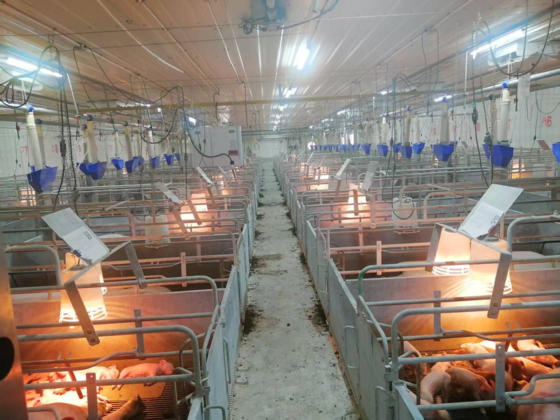 2、桐梓縣茅石鎮(zhèn)中關(guān)村日泉原種豬場(chǎng)。 圖片由采訪對(duì)象提供.jpg