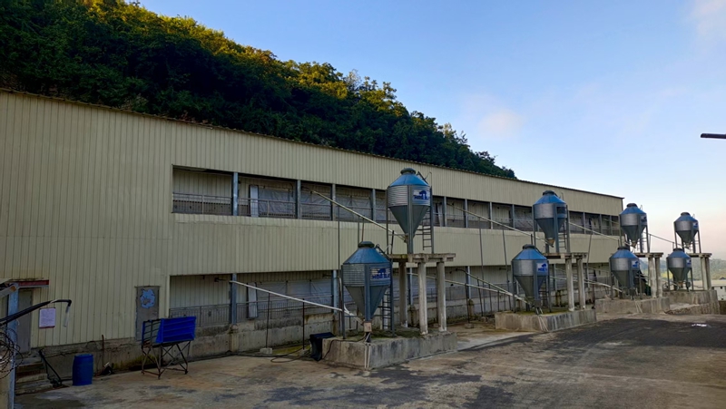 3、桐梓縣茅石鎮(zhèn)中關(guān)村日泉原種豬場(chǎng)。 圖片由采訪對(duì)象提供.jpg