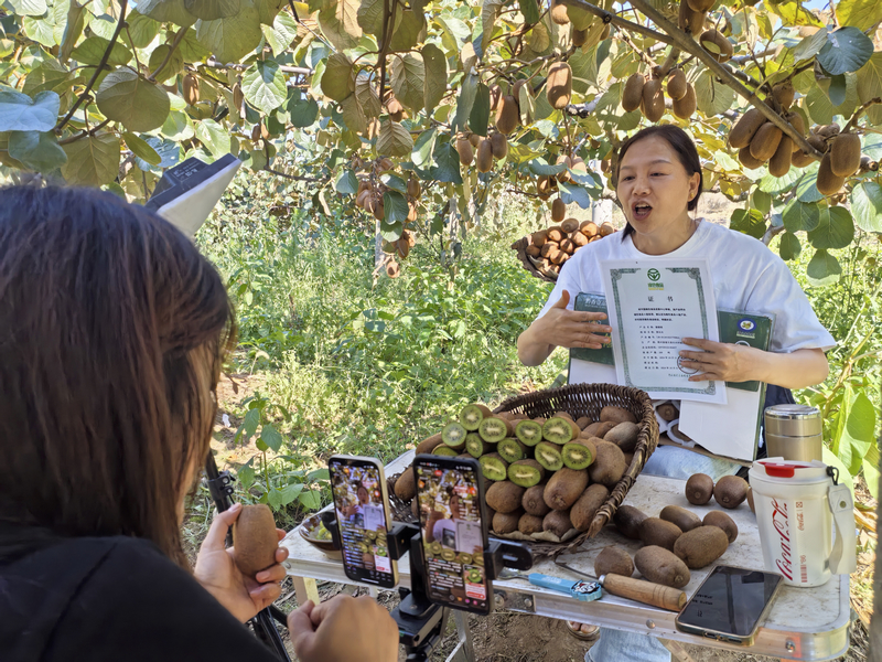 獼猴桃林中開展電商網絡直播。姜繼恒攝