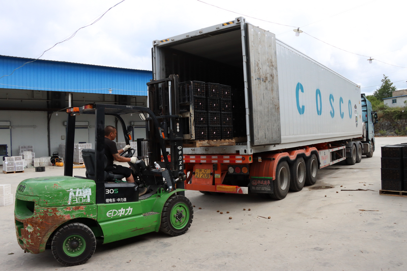 修文獼猴桃冷藏掛車。龔勝攝