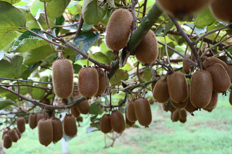 修文獼猴桃林。李宇攝