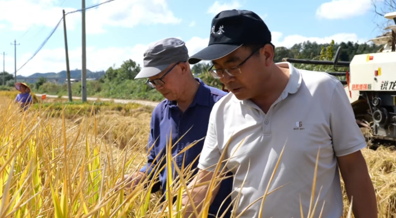 水稻測(cè)產(chǎn)創(chuàng)佳績(jī) 畝產(chǎn)實(shí)現(xiàn)新突破。