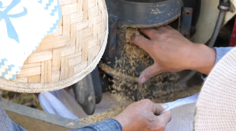 水稻測(cè)產(chǎn)創(chuàng)佳績(jī) 畝產(chǎn)實(shí)現(xiàn)新突破。