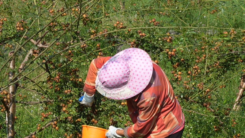 “黃金果”掛枝頭 金刺梨迎豐收。