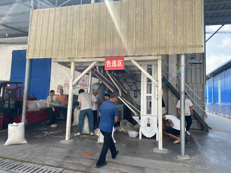 工作人員正在進行高粱過篩 金莎 攝 (2)