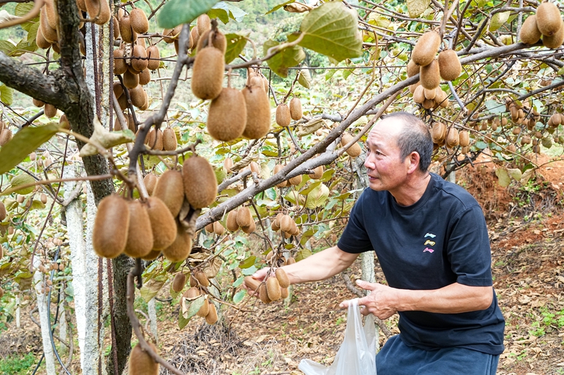 1、種植戶采摘獼猴桃。