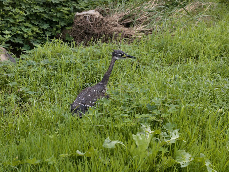 貴州印江:首現(xiàn)國家一級保護(hù)動物海南虎斑鳽。