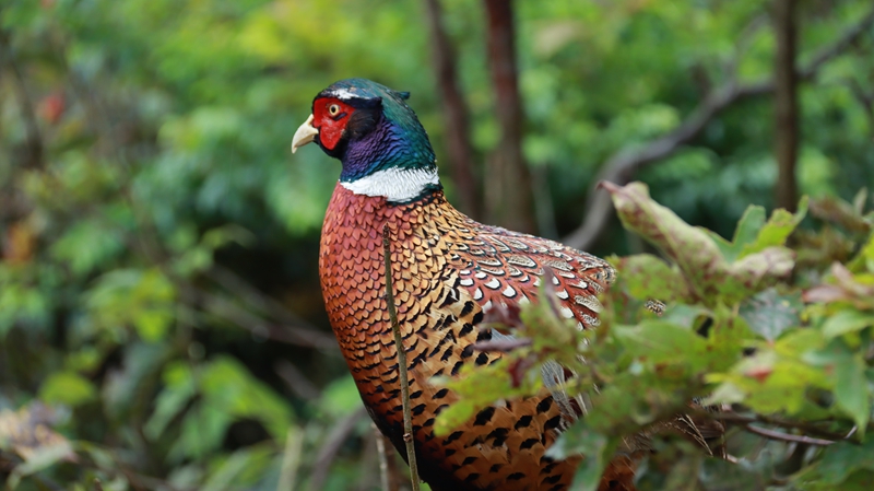 貴州三都：網(wǎng)絡(luò)科技賦能養(yǎng)殖業(yè) 大山深處駛上智慧快車 (9).JPG