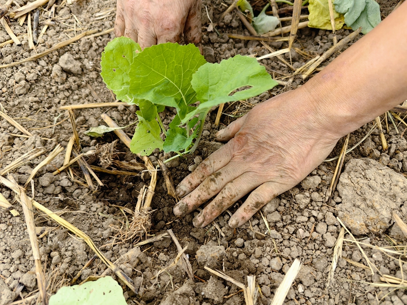 村民正在移栽油菜。