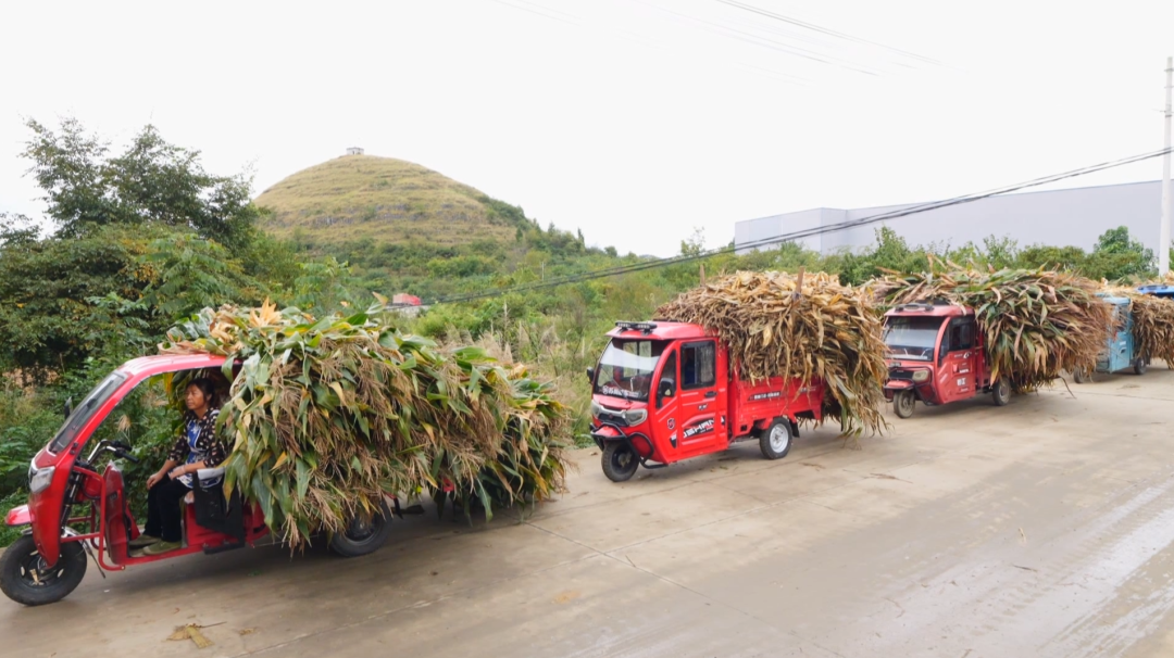 一根小秸稈“鏈”起多方共贏大產業。
