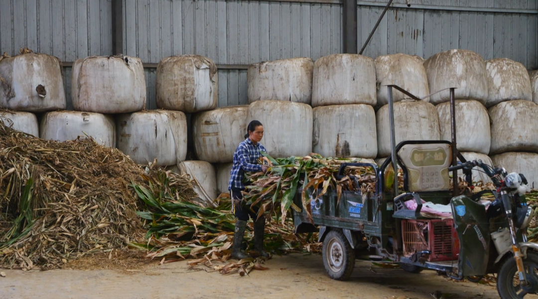 一根小秸稈“鏈”起多方共贏大產業。