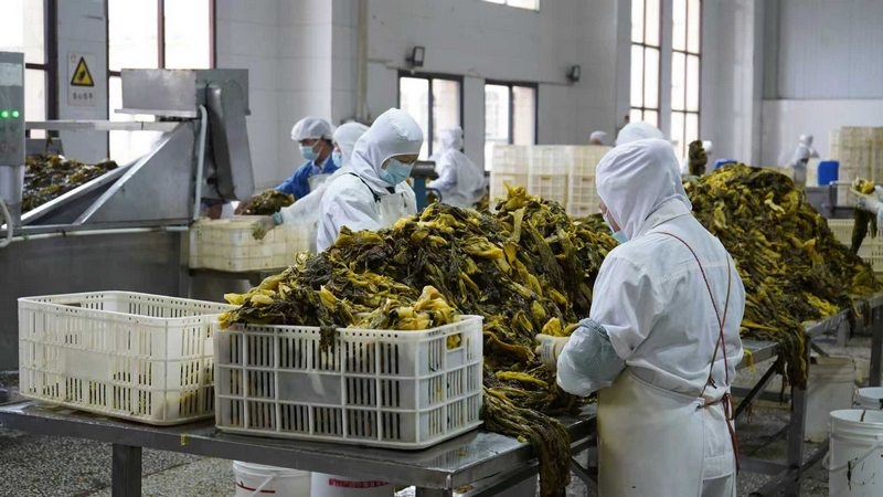 貴州獨山:泡菜企業加工忙 全力沖刺四季度 。