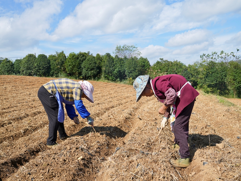 十字鄉九甲村“訂單蘿卜”繪就鄉村振興新畫卷。