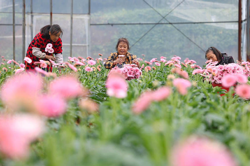 村民在采收非洲菊。 